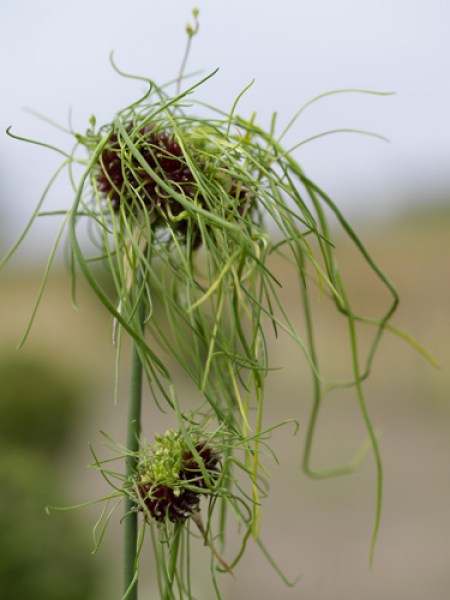Allium hair.jpg